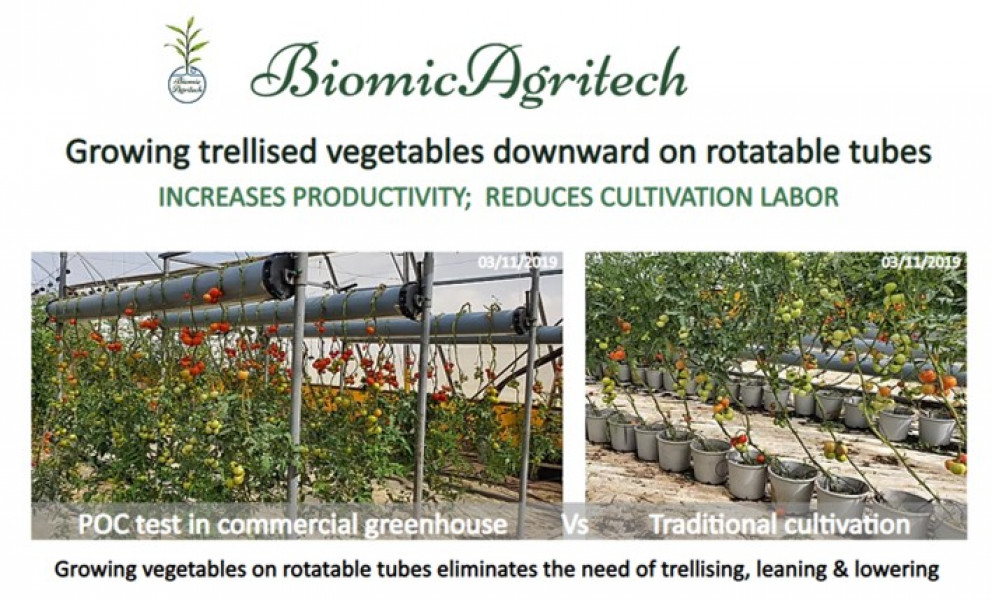 Israeli company is looking for dutch large greenhouse to demonstrate its trellising and leaning&lowering technology